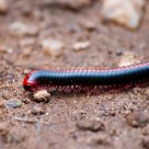 Millipede